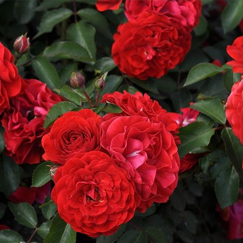 Rozen bestellen en bezorgen - polyantha roos - oranje - Rosa Tara™ - zacht geurende roos - PhenoGeno Roses - -